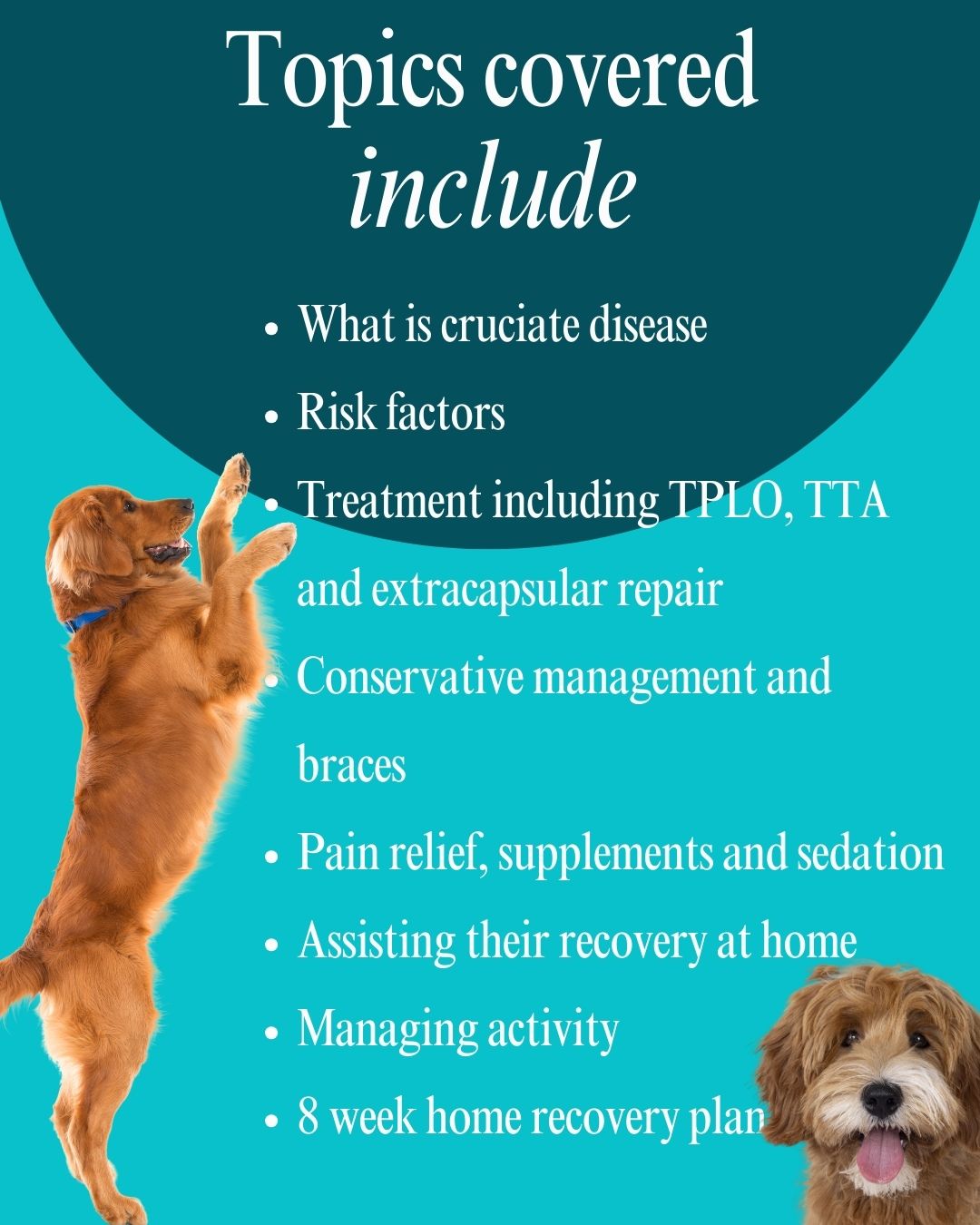 Your Complete Guided To Canine Cruciate Disease-an ebook